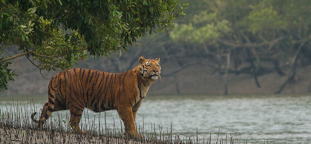 1080px-Sundarban_Tiger